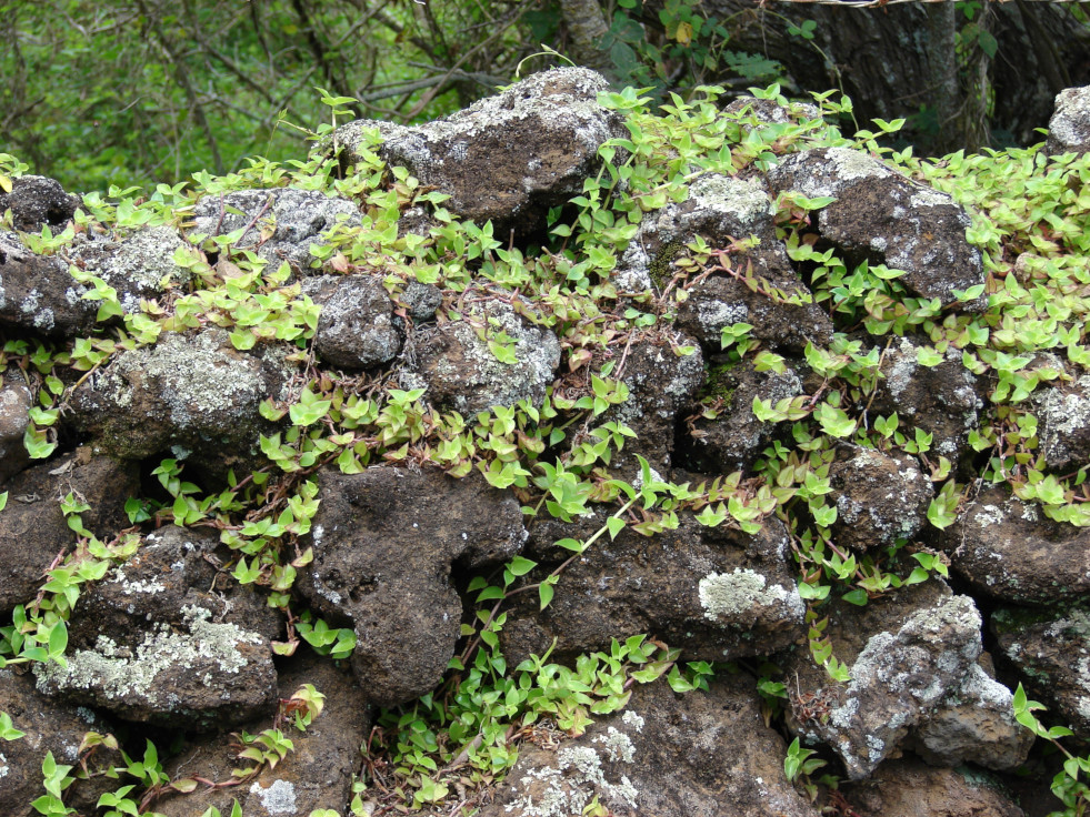 Callisia repens 2