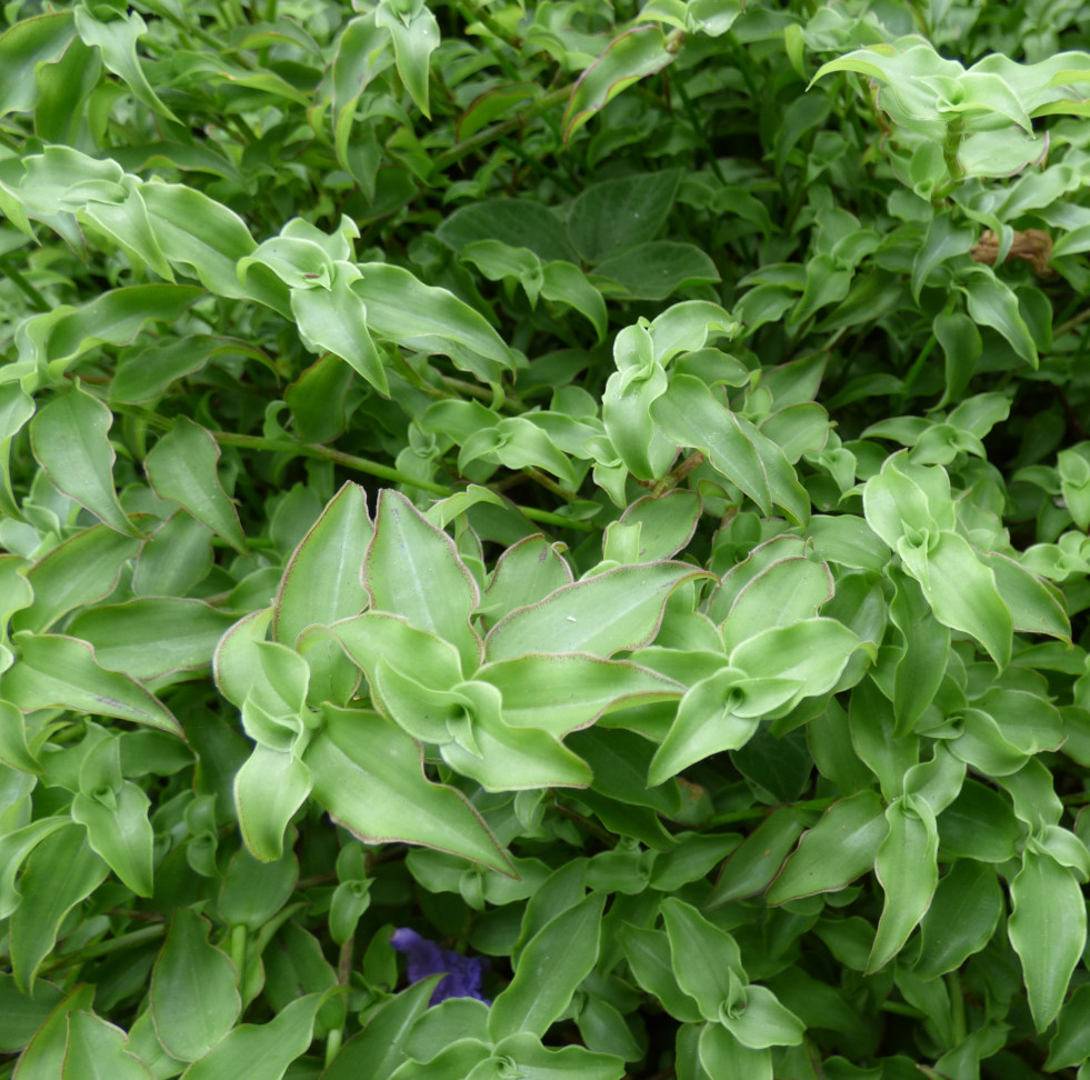 Callisia fragrans 4