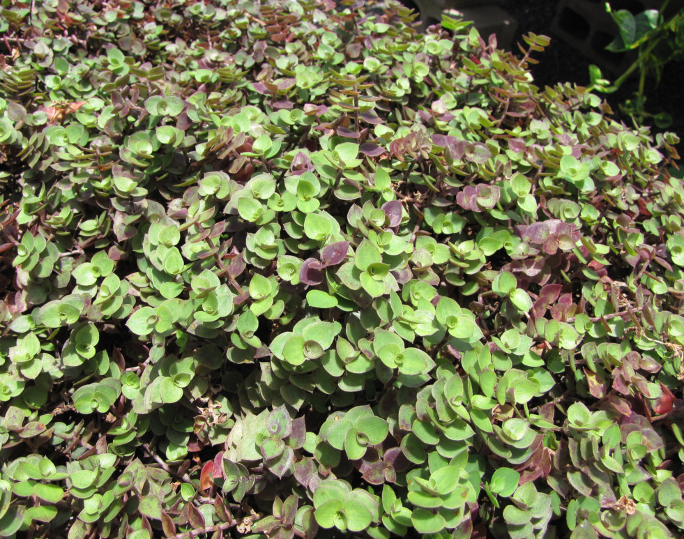 Callisia repens snoeien