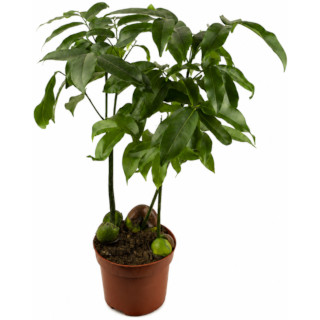 Castanospermum