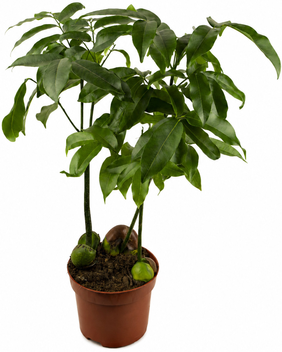 Castanospermum kiemplant