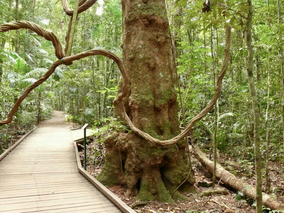 Stamvoet castanospermum