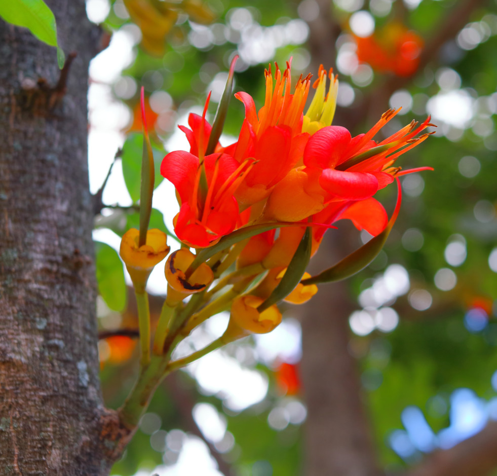 Bloeiwijze castanospermum