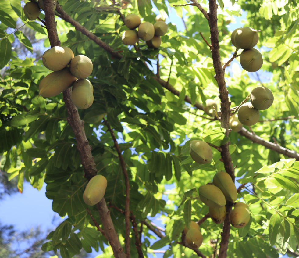 Zaadpeulen castanospermum