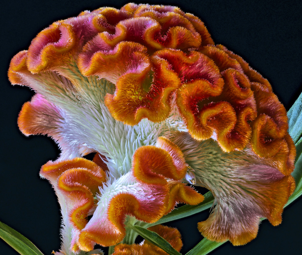 Celosia argentea var. cristata, de hanekam, een typisch cristaat