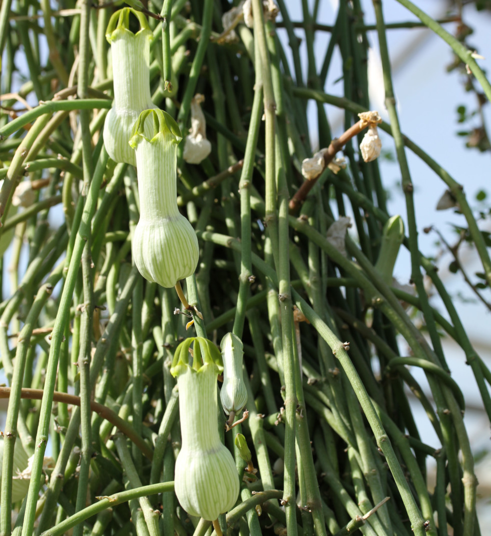 Ceropegia ampliata