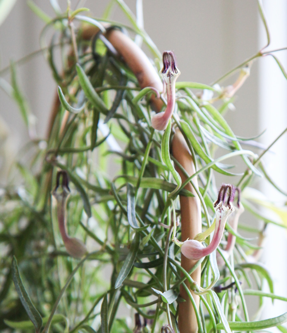Ceropegia linearis