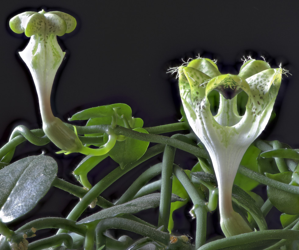 Ceropegia sandersonii, de parachuteplant of parasolplant