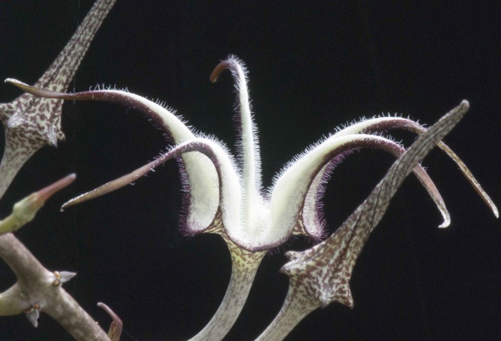 Ceropegia stapeliiformis