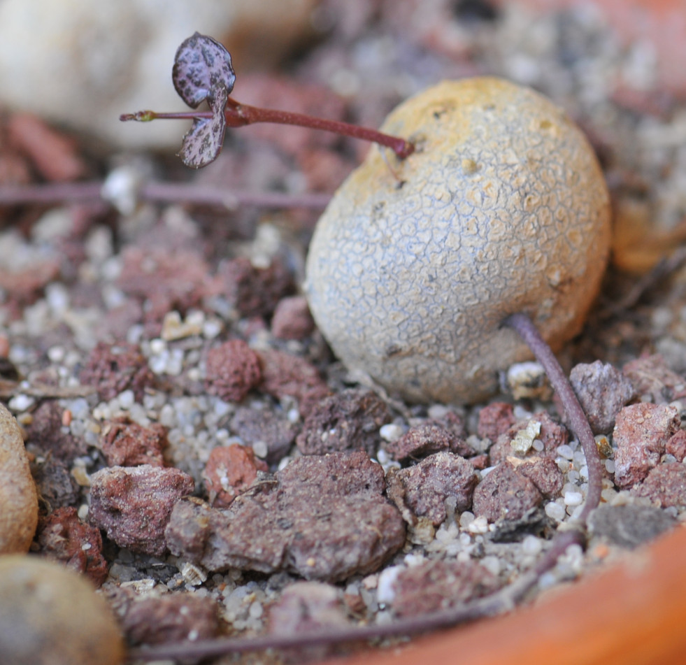 Stengelknol Ceropegia woodii