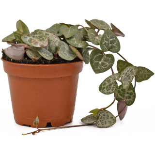 Ceropegia (Chinees lantaarnplantje)