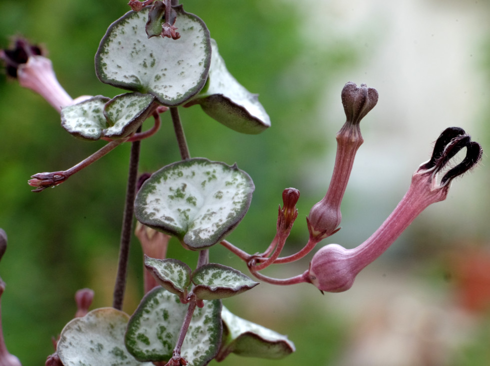 Ceropegia woodii 2