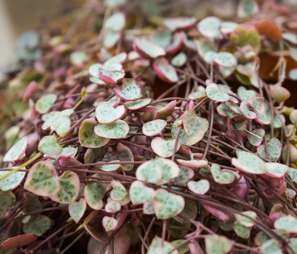 Ceropegia woodii