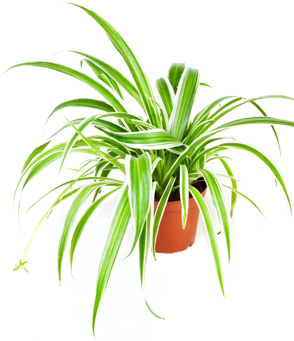 Chlorophytum 2