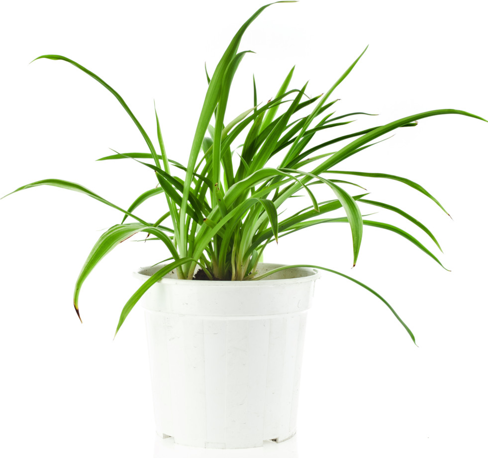 Chlorophytum 3