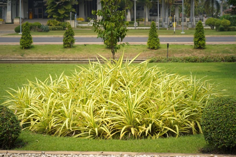 Chlorophytum pol