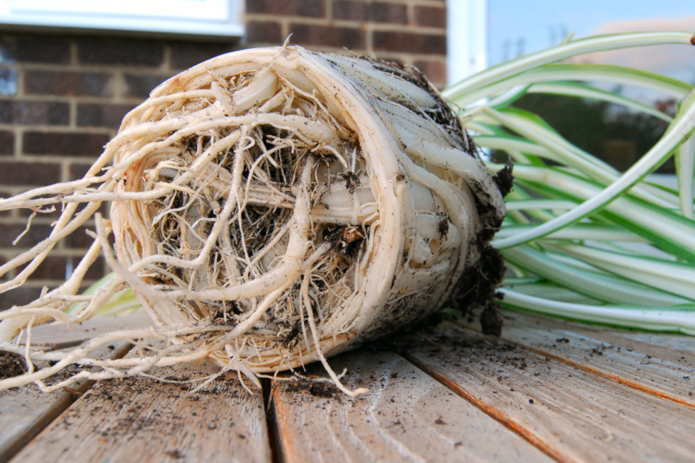 Chlorophytum wortels