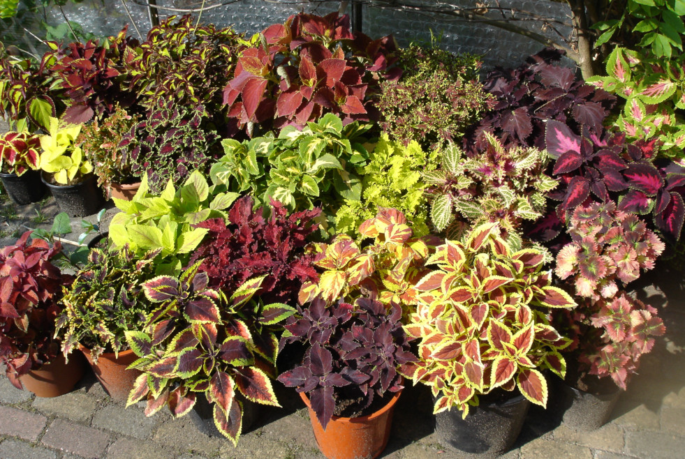 Assortiment coleus