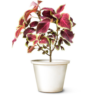 Siernetel (Coleus scutellarioides)