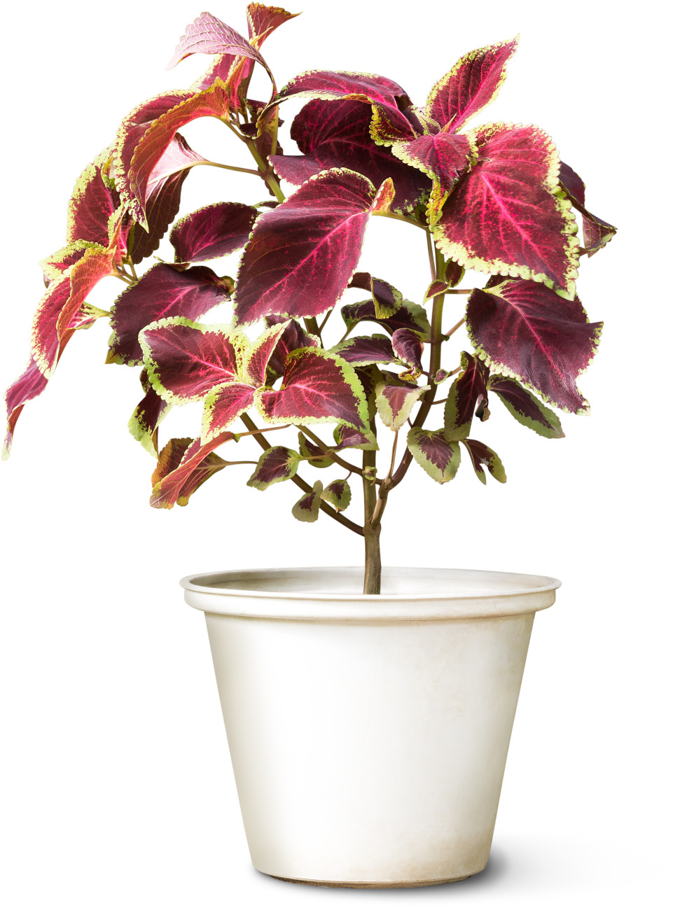Siernetel (Coleus scutellarioides)