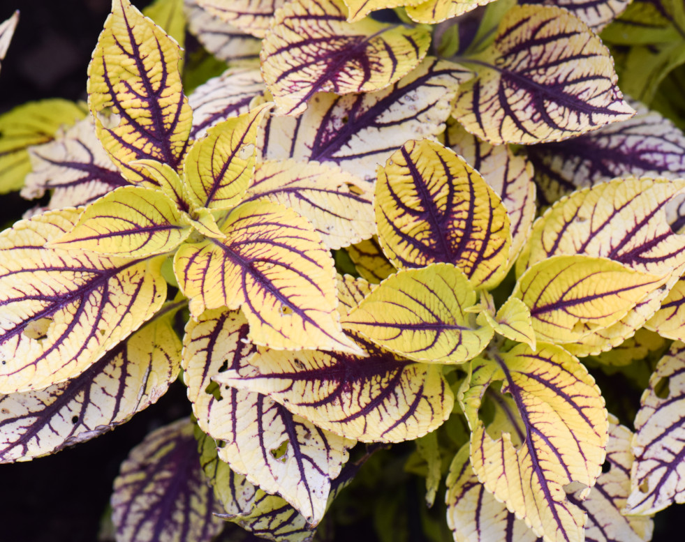 Een opvallend paarsgekleurde coleus.