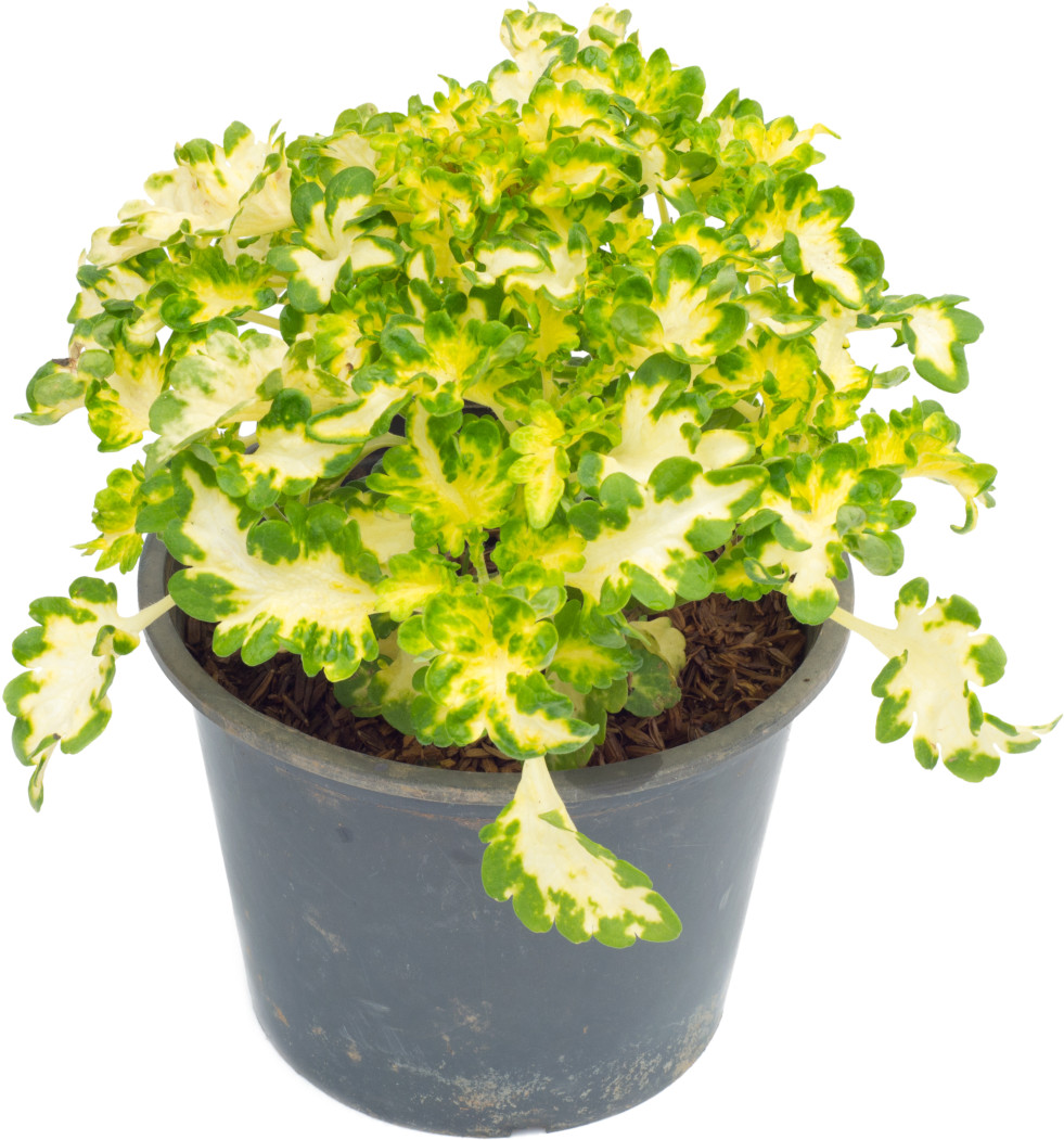 Siernetel (Coleus scutellarioides) 2