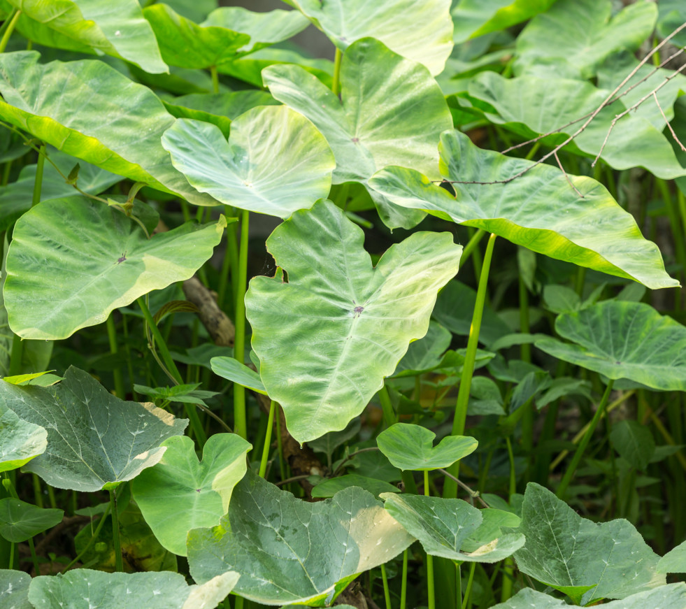 Colocasia 4