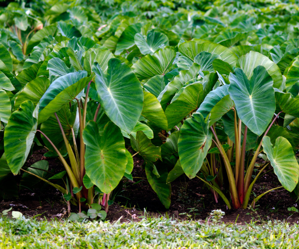Colocasia 3