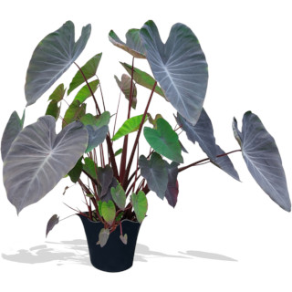 Colocasia esculenta (taro)