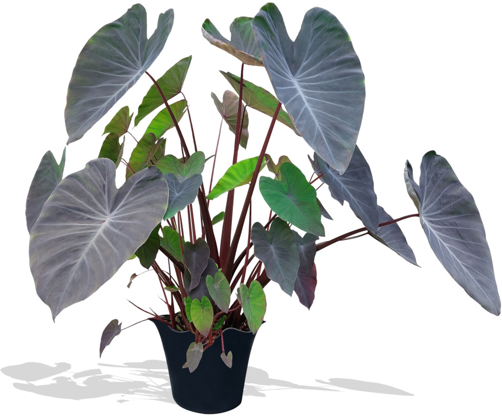 Colocasia esculenta Black Magic 1