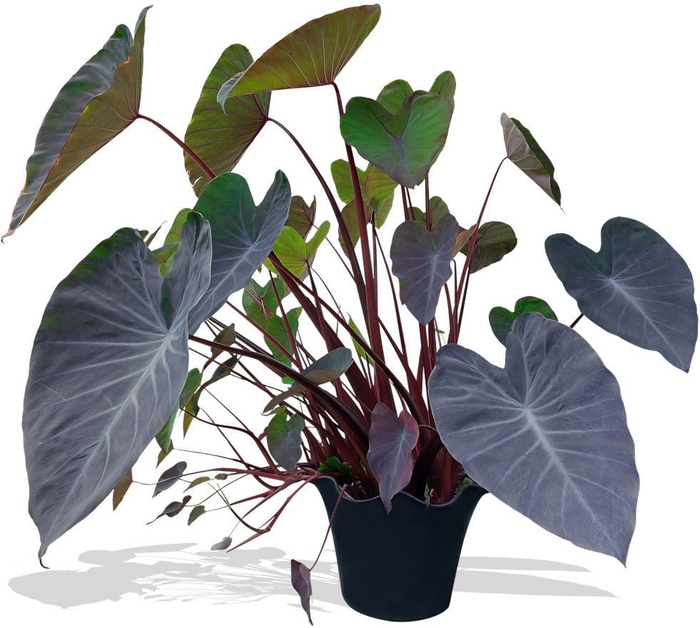 Colocasia esculenta Black Magic 2