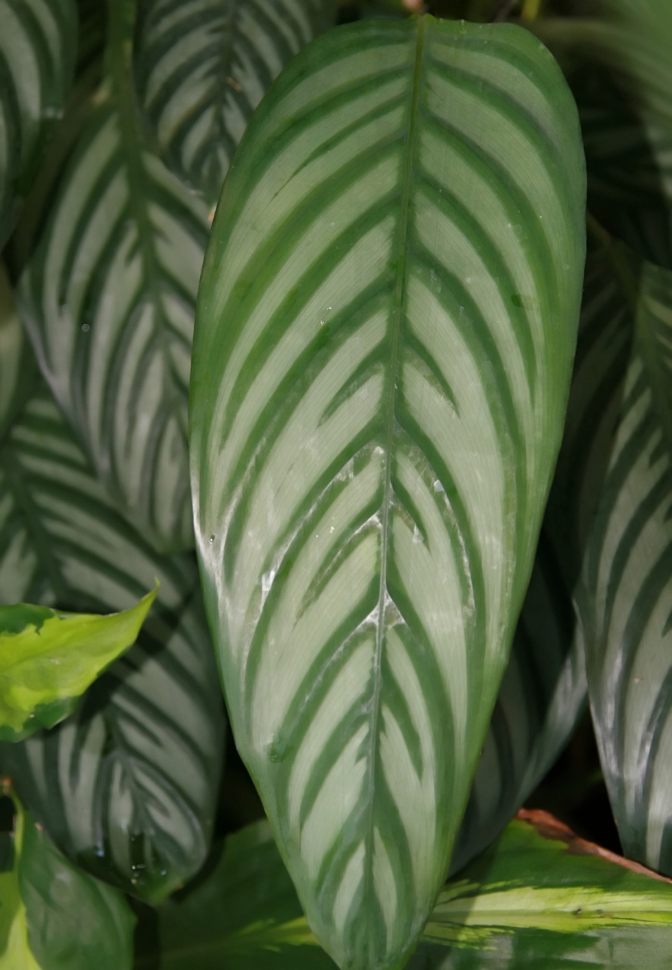 Ctenanthe amibilis