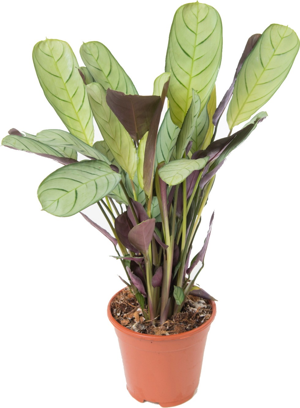 Ctenanthe burle-marxii 2
