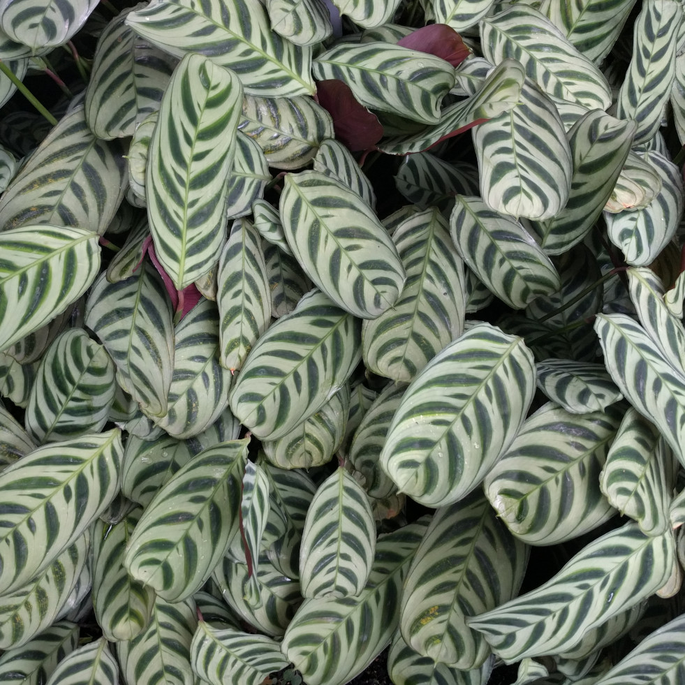 Ctenanthe burle-marxii