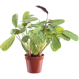 Ctenanthe (gebedsplant)