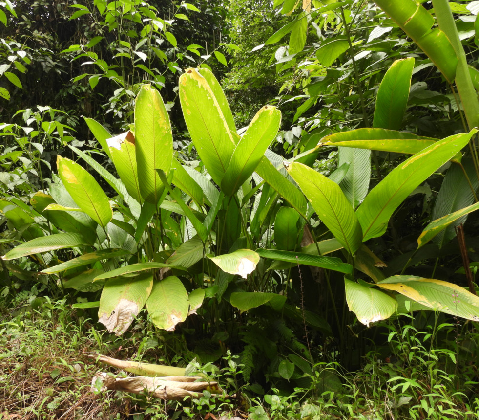 Ctenanthe dasycarpa in het wild in Costa Rica