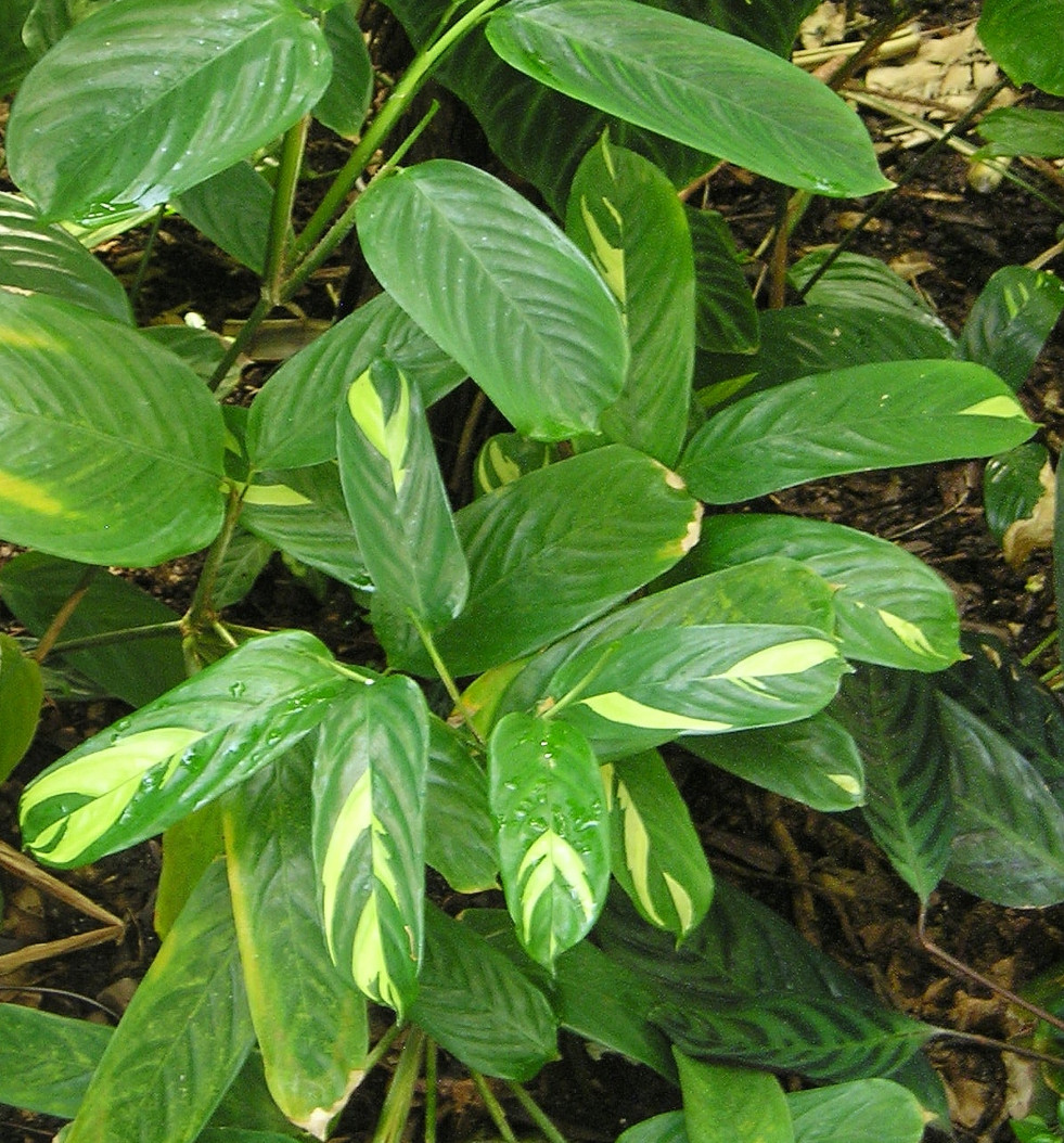 Ctenanthe lubbersiana