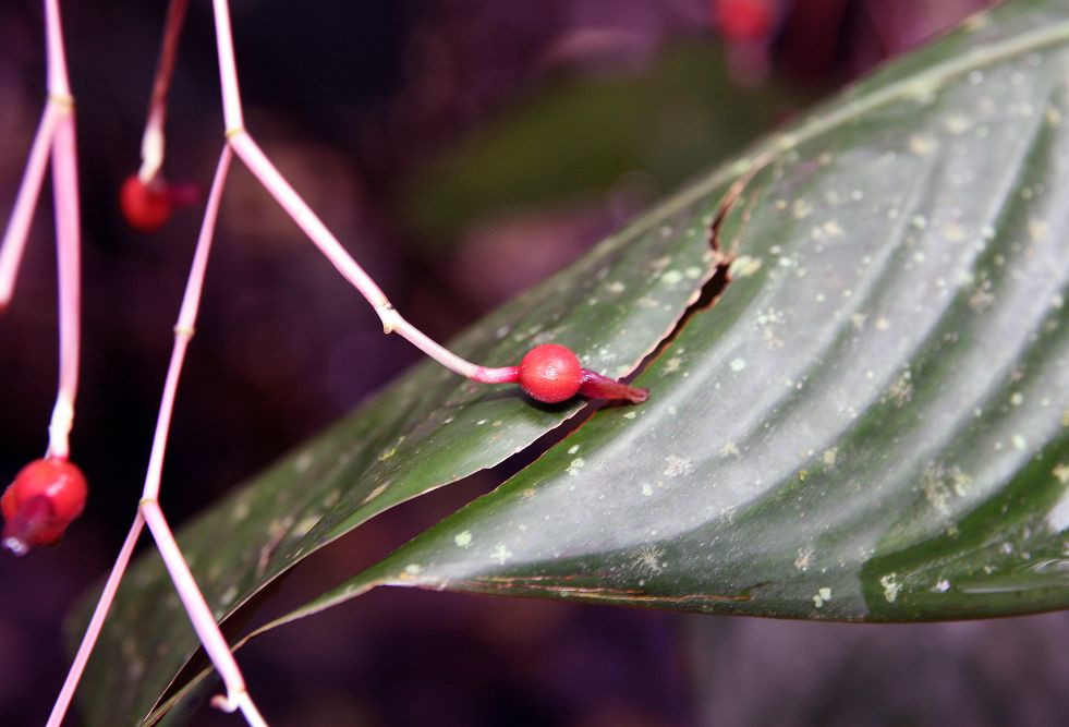 Ctenanthe lubbersiana besjes
