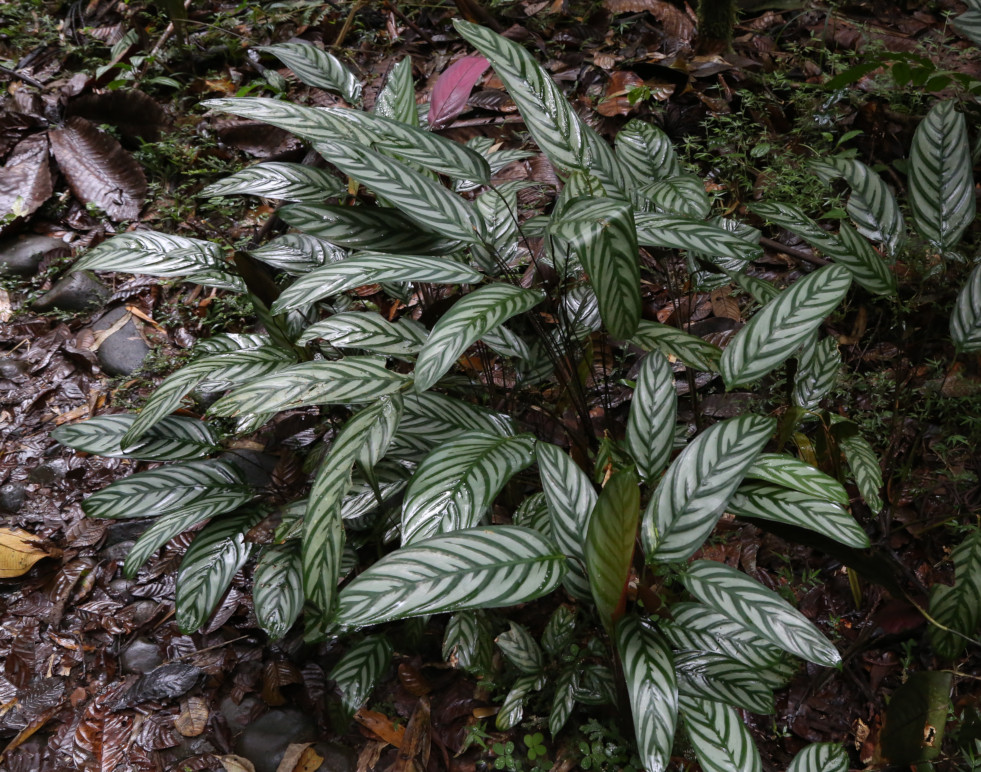 Ctenanthe oppenheimiana in het wild