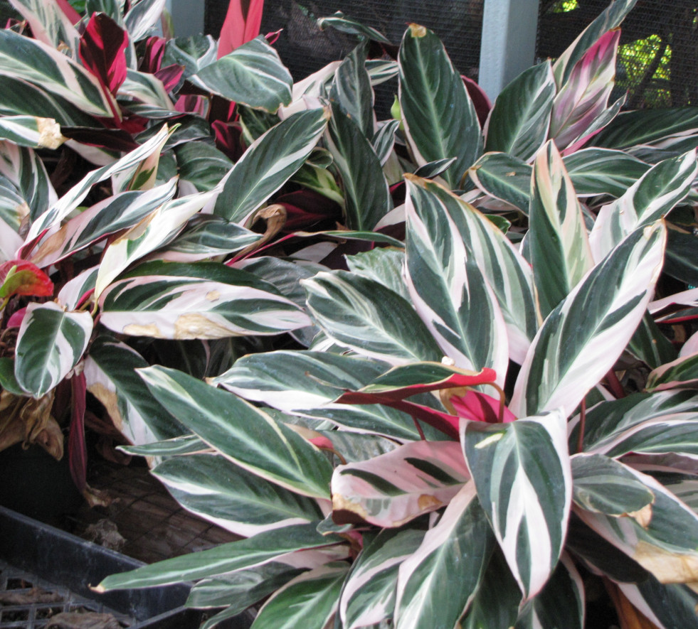 Ctenanthe oppenheimiana 'Tricolor'