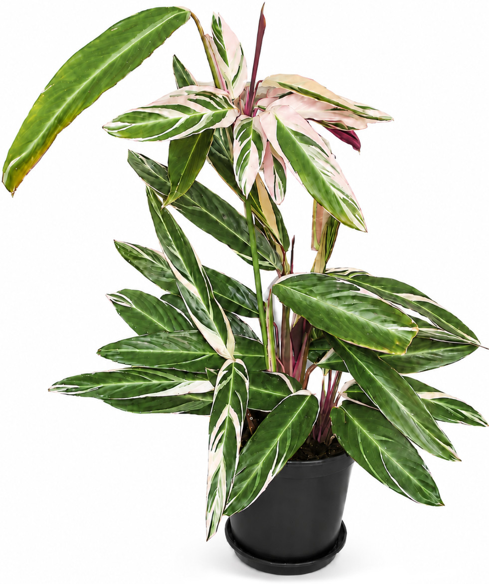 Ctenanthe oppenheimiana tricolor 2