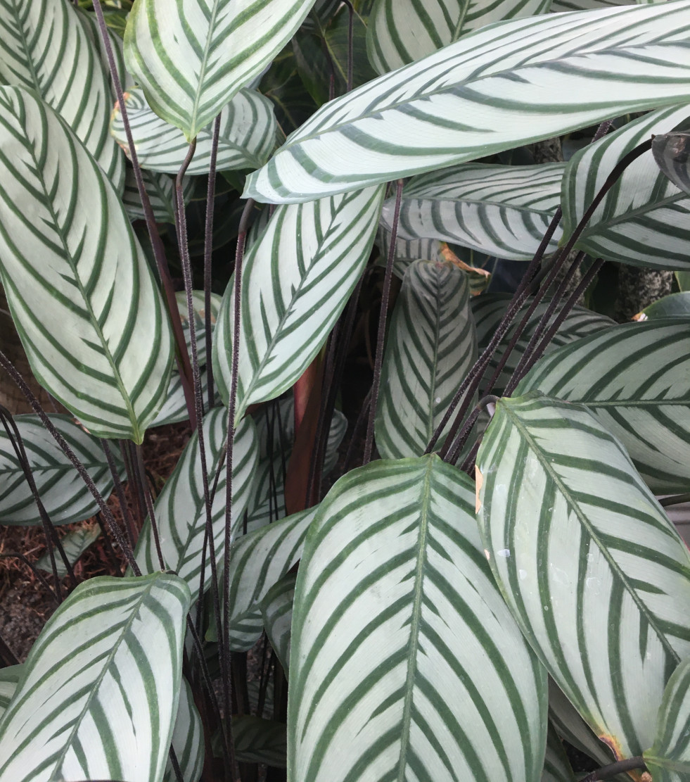 Ctenanthe setosa