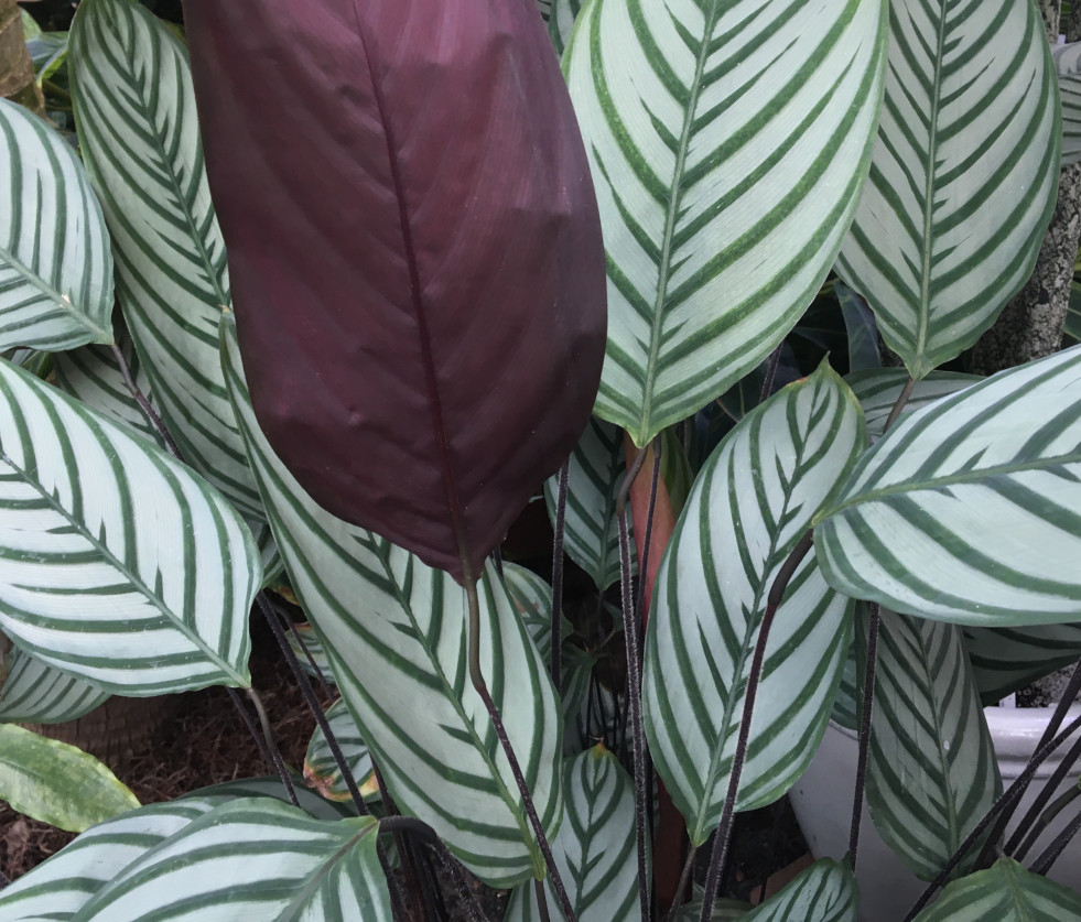 Ctenanthe setosa 2