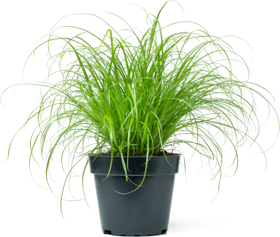 Cyperus papyrus Zumula
