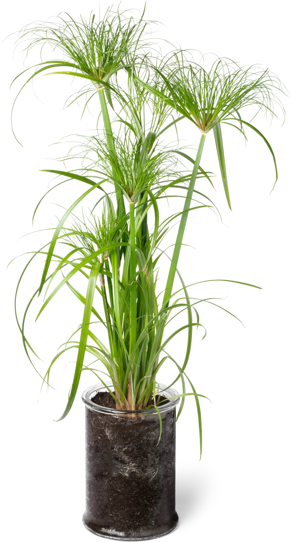 Cyperus papyrus Perkamentus