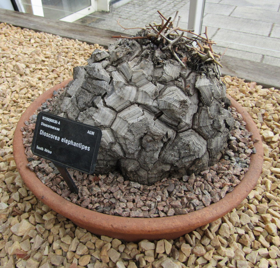 Dioscorea elephantipes caudex