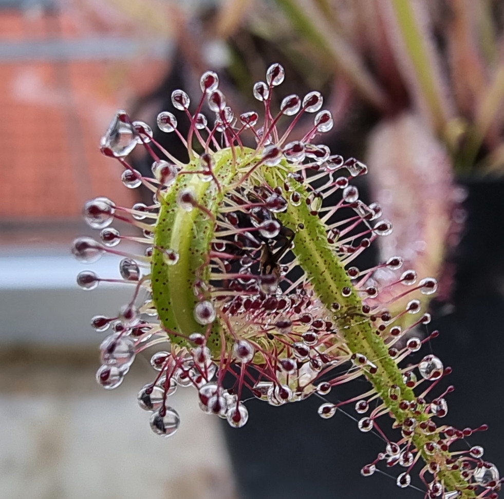 Drosera opgevouwen