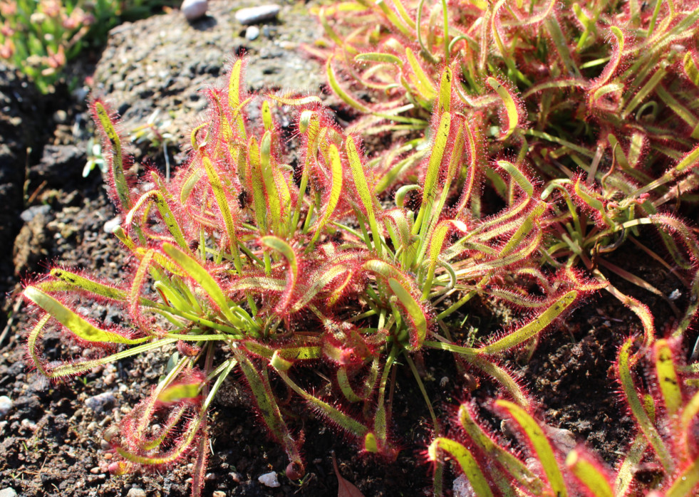 Drosera 3