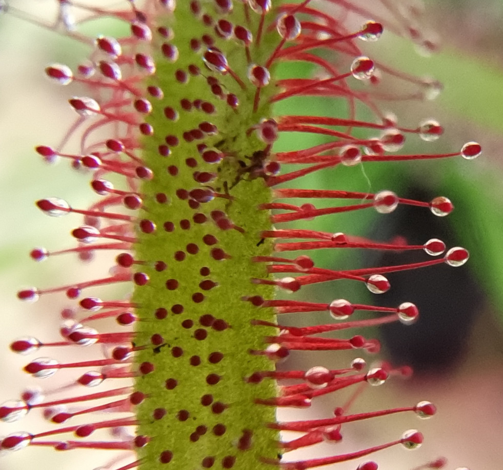 Drosera capensis close-up