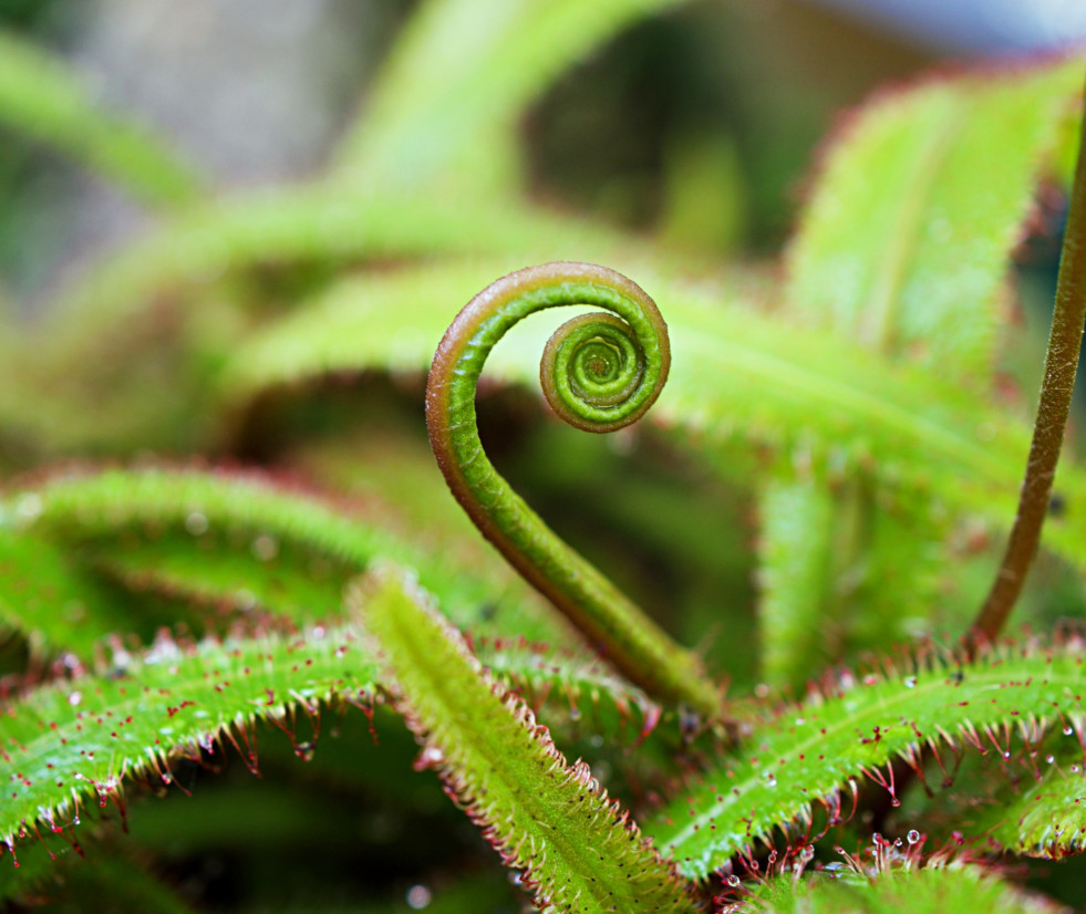 Drosera adelae